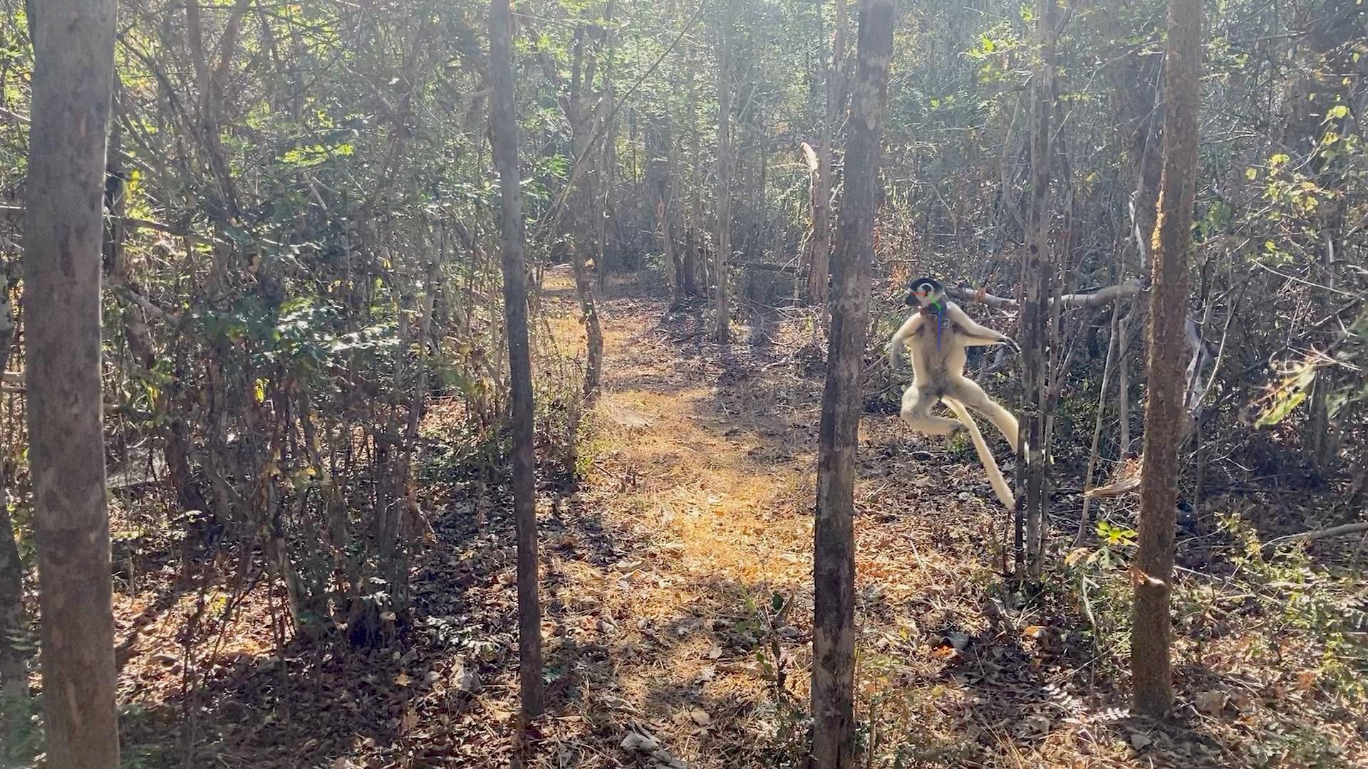 Sifaka leaping posture.jpeg